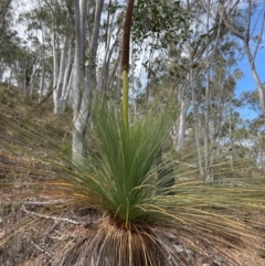 Xanthorrhoea glauca subsp. angustifolia (Grey Grass-tree) at Uriarra Village, ACT - 8 Sep 2024 by JimL