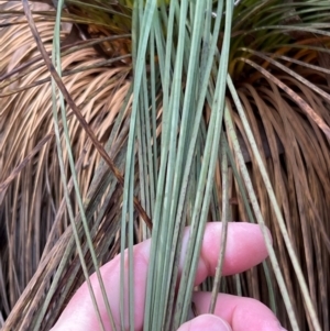 Xanthorrhoea glauca subsp. angustifolia at Uriarra Village, ACT - 8 Sep 2024