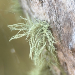 Usnea sp. (genus) (Bearded lichen) at Acton, ACT - 8 Sep 2024 by Hejor1