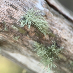 Usnea sp. (genus) at Acton, ACT - 8 Sep 2024 04:24 PM