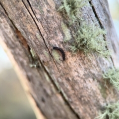 Usnea sp. (genus) at Acton, ACT - 8 Sep 2024 04:24 PM