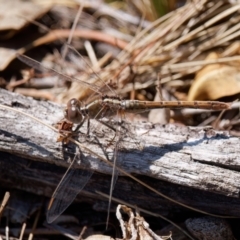 Diplacodes bipunctata (Wandering Percher) at Theodore, ACT - 8 Sep 2024 by RomanSoroka