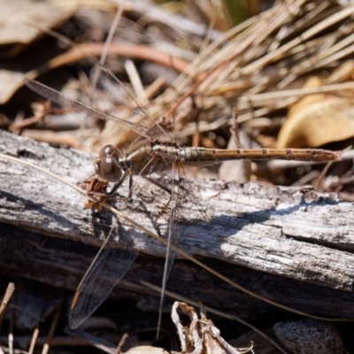 Diplacodes bipunctata (Wandering Percher) at Theodore, ACT - 7 Sep 2024 by RomanSoroka