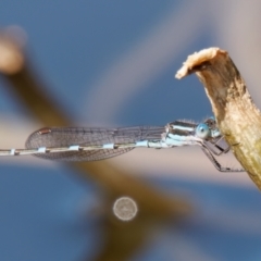 Austrolestes leda (Wandering Ringtail) at Theodore, ACT - 7 Sep 2024 by RomanSoroka