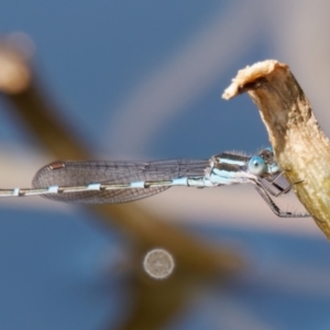 Austrolestes leda at Theodore, ACT - 8 Sep 2024