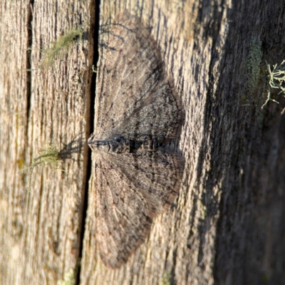 Phelotis cognata (Long-fringed Bark Moth) at Acton, ACT - 8 Sep 2024 by Hejor1