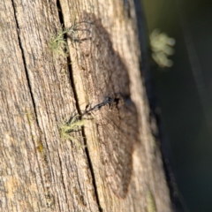 Phelotis cognata at Acton, ACT - 8 Sep 2024