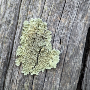 Flavoparmelia sp. at Acton, ACT - 8 Sep 2024