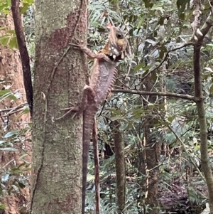 Lophosaurus boydii at Syndicate, QLD - suppressed