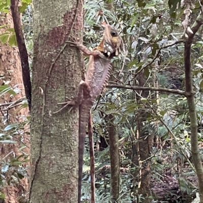 Lophosaurus boydii (Macleay, 1884) (Boyd's forest dragon) at Syndicate, QLD - 2 Sep 2024 by Lisa.Jok