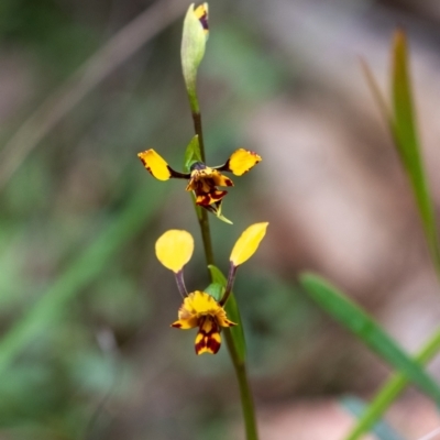 Diuris pardina (Leopard Doubletail) at Tallong, NSW - 7 Sep 2024 by Aussiegall