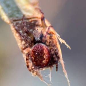 Araneus hamiltoni at Acton, ACT - 8 Sep 2024