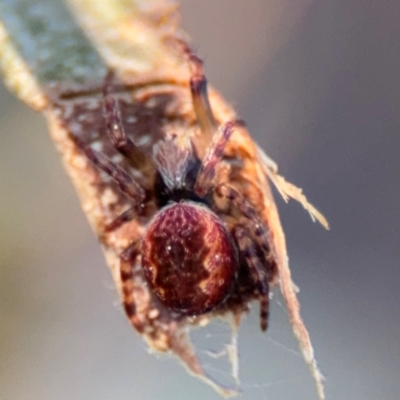 Araneus hamiltoni (Hamilton's Orb Weaver) at Acton, ACT - 8 Sep 2024 by Hejor1