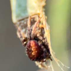 Araneus hamiltoni at Acton, ACT - 8 Sep 2024