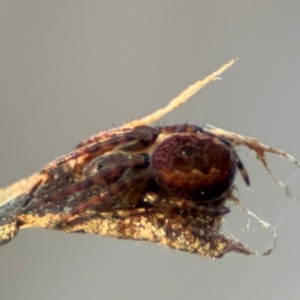 Araneus hamiltoni at Acton, ACT - 8 Sep 2024