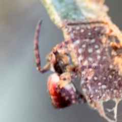 Araneus hamiltoni at Acton, ACT - 8 Sep 2024