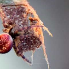 Araneus hamiltoni at Acton, ACT - 8 Sep 2024