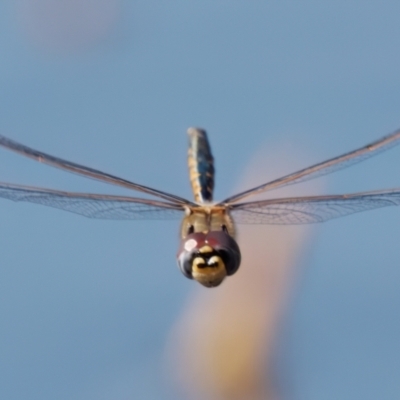 Hemicordulia tau (Tau Emerald) at Theodore, ACT - 8 Sep 2024 by RomanSoroka