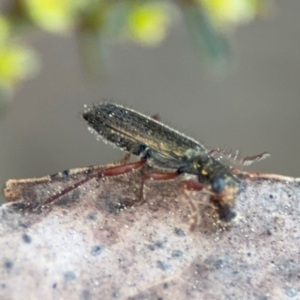 Lemidia subaenea at Acton, ACT - 8 Sep 2024 04:34 PM