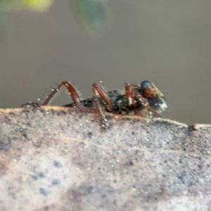 Lemidia subaenea at Acton, ACT - 8 Sep 2024