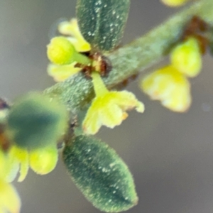 Phyllanthus occidentalis at Acton, ACT - 8 Sep 2024