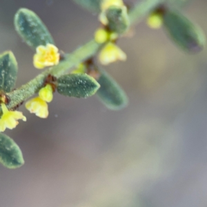 Phyllanthus occidentalis at Acton, ACT - 8 Sep 2024