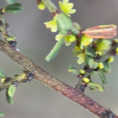 Phyllanthus occidentalis at Acton, ACT - 8 Sep 2024