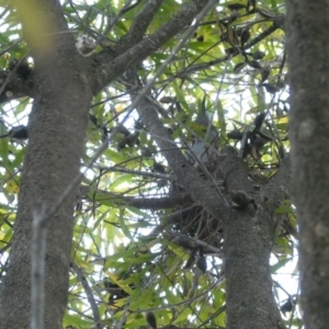 Ocyphaps lophotes at Belconnen, ACT - 4 Sep 2024 04:30 PM