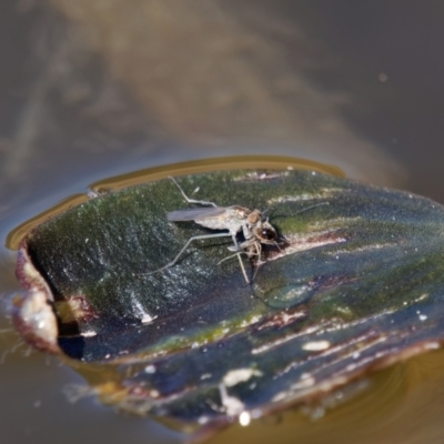 Brachydeutera sydneyensis (Shore fly) at Theodore, ACT - 8 Sep 2024 by RomanSoroka