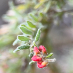 Grevillea alpina at Acton, ACT - 8 Sep 2024 04:36 PM