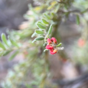 Grevillea alpina at Acton, ACT - 8 Sep 2024 04:36 PM