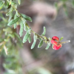 Grevillea alpina at Acton, ACT - 8 Sep 2024 04:36 PM