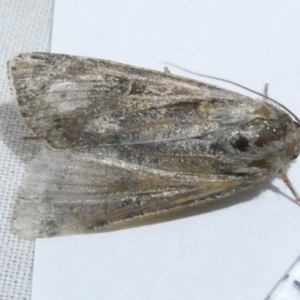 Agrotis (genus) at Belconnen, ACT - 31 Aug 2024