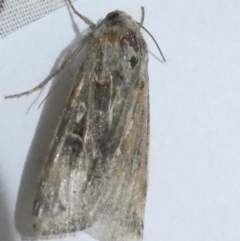 Agrotis (genus) at Belconnen, ACT - 31 Aug 2024 04:50 PM