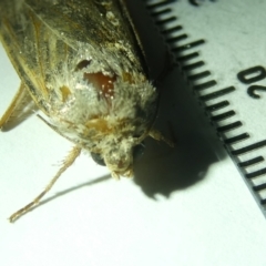 Agrotis (genus) at Belconnen, ACT - 31 Aug 2024 04:50 PM