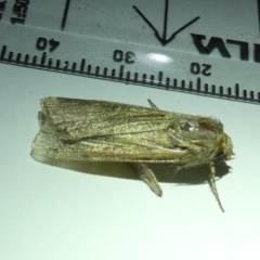 Agrotis (genus) at Belconnen, ACT - 31 Aug 2024