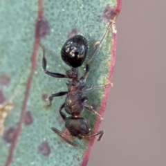 Stigmacros sp. (genus) at Acton, ACT - 8 Sep 2024