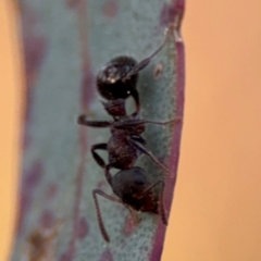 Stigmacros sp. (genus) at Acton, ACT - 8 Sep 2024