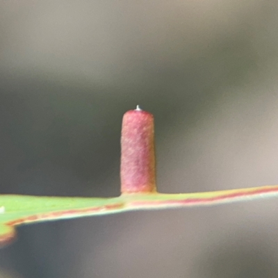 Apiomorpha sp. (genus) (A gall forming scale) at Acton, ACT - 8 Sep 2024 by Hejor1