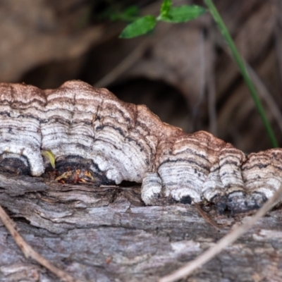 Unidentified Pored or somewhat maze-like on underside [bracket polypores] at Tallong, NSW - 7 Sep 2024 by Aussiegall