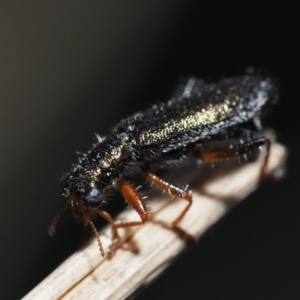 Lemidia subaenea at Murrumbateman, NSW - 8 Sep 2024