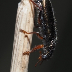 Lemidia subaenea at Murrumbateman, NSW - 8 Sep 2024