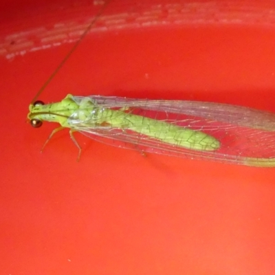 Plesiochrysa ramburi (A Green Lacewing) at Belconnen, ACT - 30 Aug 2024 by JohnGiacon