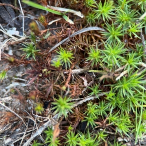 Polytrichaceae sp. (family) at Yarralumla, ACT - 8 Sep 2024