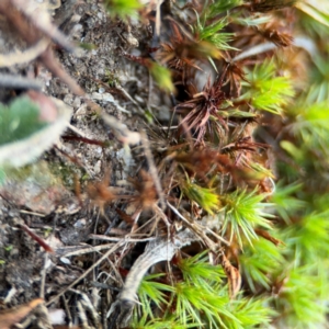 Polytrichaceae sp. (family) at Yarralumla, ACT - 8 Sep 2024