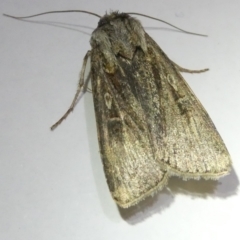 Agrotis infusa (Bogong Moth, Common Cutworm) at Belconnen, ACT - 30 Aug 2024 by JohnGiacon