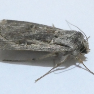 Agrotis infusa at Belconnen, ACT - 30 Aug 2024