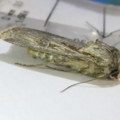 Agrotis infusa at Belconnen, ACT - 30 Aug 2024