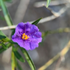 Solanum linearifolium (Kangaroo Apple) at Yarralumla, ACT - 8 Sep 2024 by Hejor1