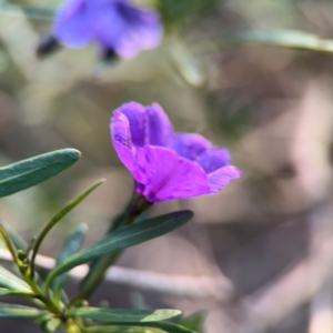 Solanum linearifolium at Yarralumla, ACT - 8 Sep 2024 04:58 PM